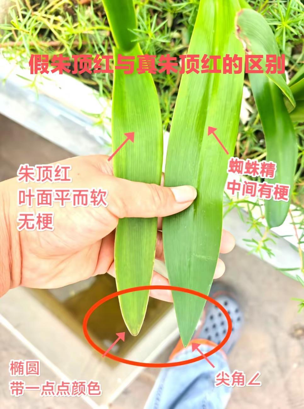 怎么区分你的朱顶红是真是假真实生活分享计划