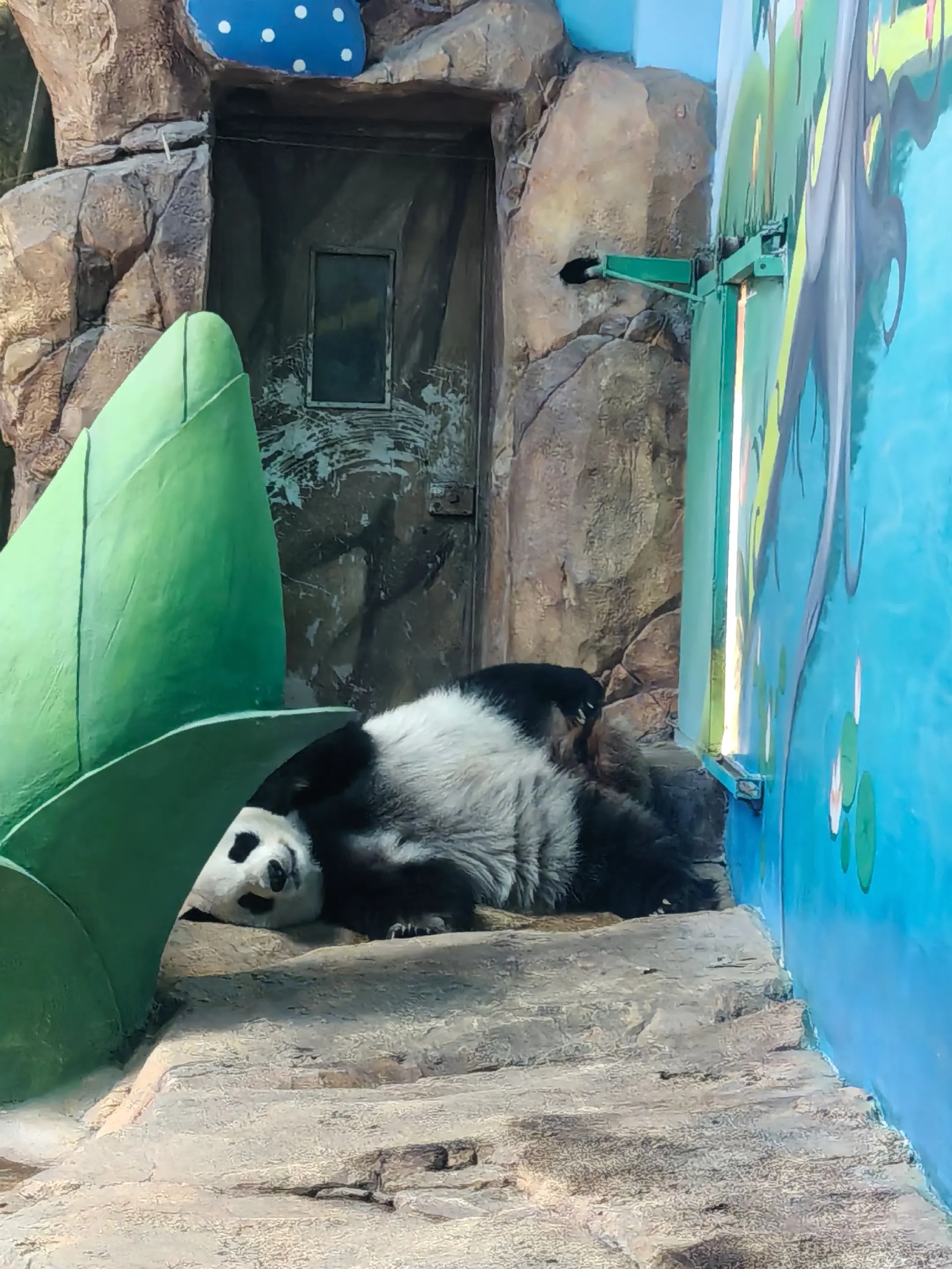 梅清是等酷酷过来等到睡着了吗😂