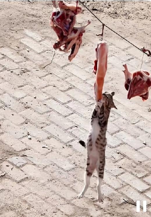 猫咪:    挺好，吃着肉，荡着秋千，逍遥又自在[捂脸]