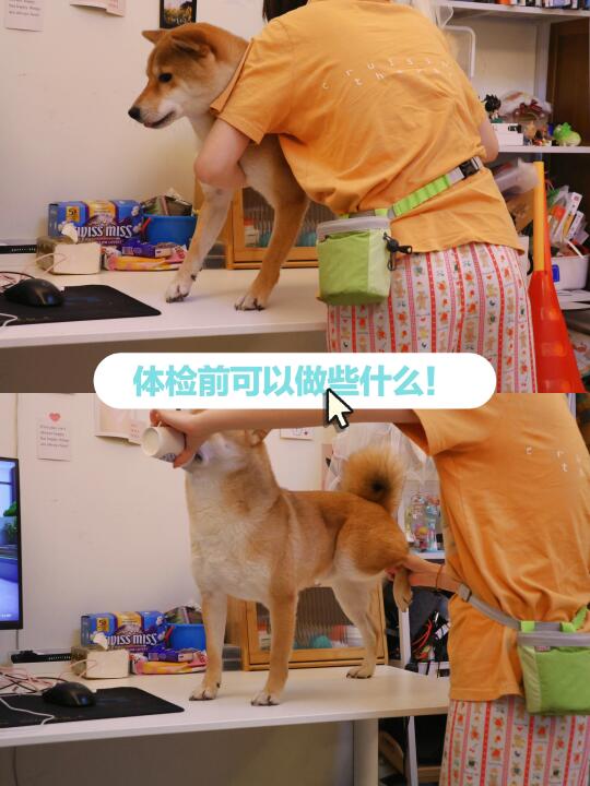 普通养狗人🏩带狗狗体检可以做的准备