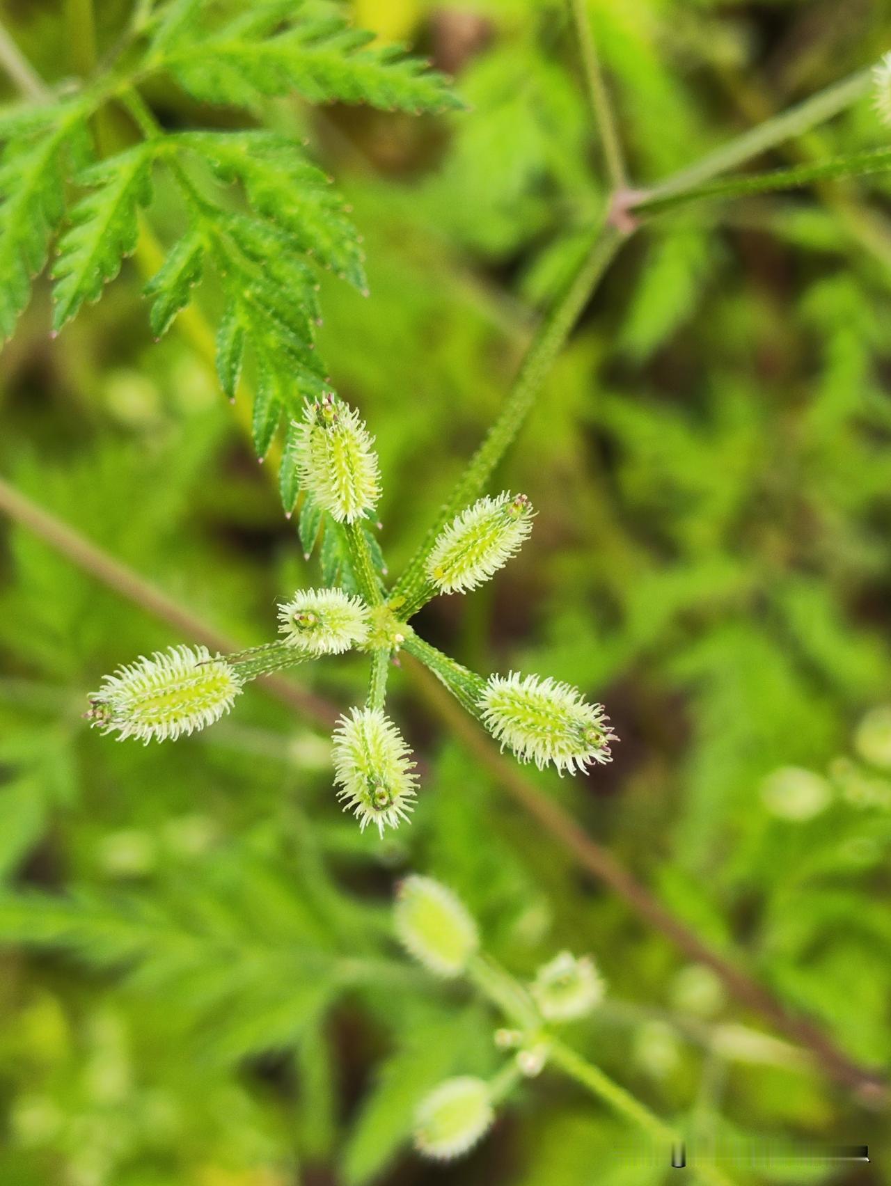 这是撒植物
没怎么见过呢
 农家植物小百科 会飘香的植物 农村一植草药 带露的紫