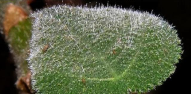 1941年，一美国士兵突然吃坏肚子，匆忙在丛林中解决后，因无厕纸，随手摘了几片树