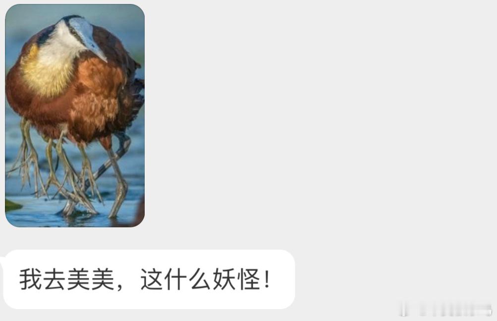 分布在非洲的【非洲雉鸻héng】鸟爸爸遇到危险的时候会把宝宝夹在咯吱窝下面，然后