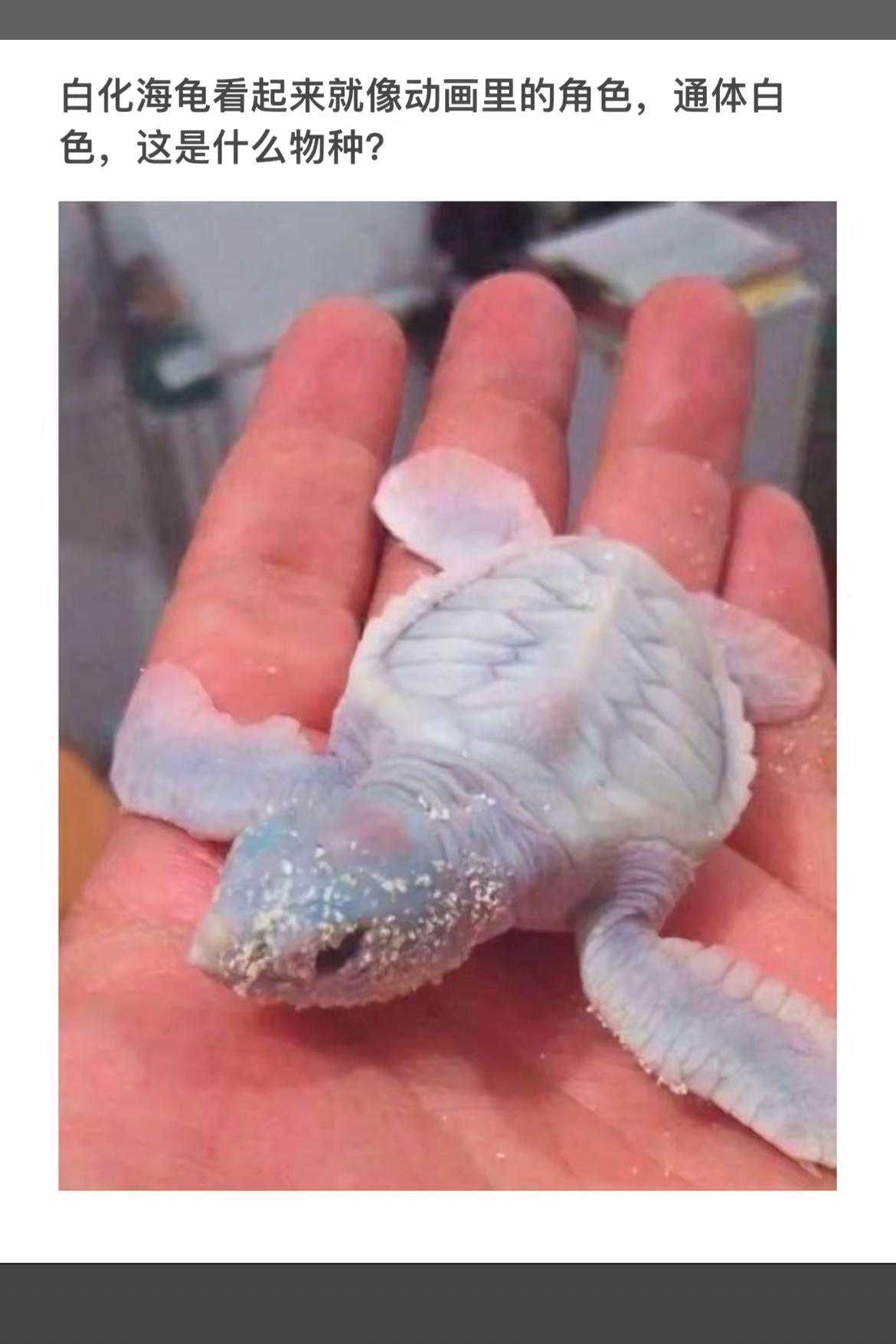 梦幻白化海龟，像是从童话里走出来的一样！
