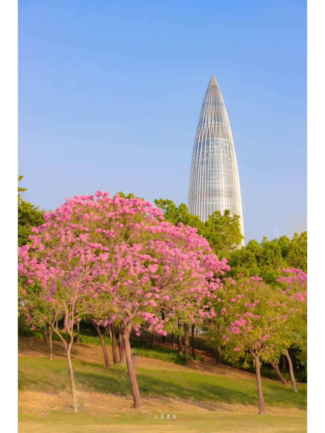 深圳这个拍摄紫风铃的机位太绝啦‼️