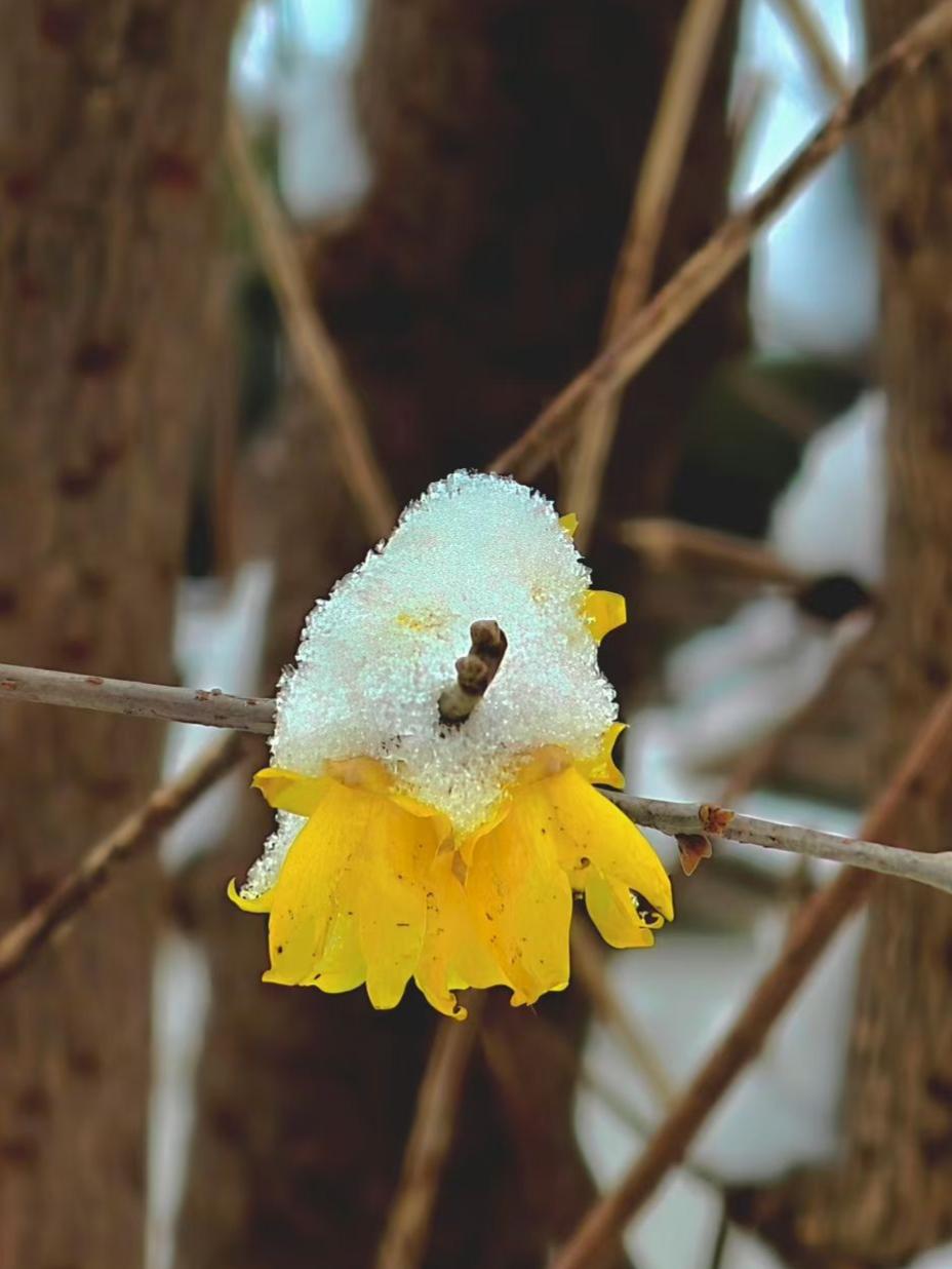 雪给黄花戴了顶晶亮的冠，寒枝托着，把冬的清冷，酿成了春的预告。
🌼 黄瓣在雪下