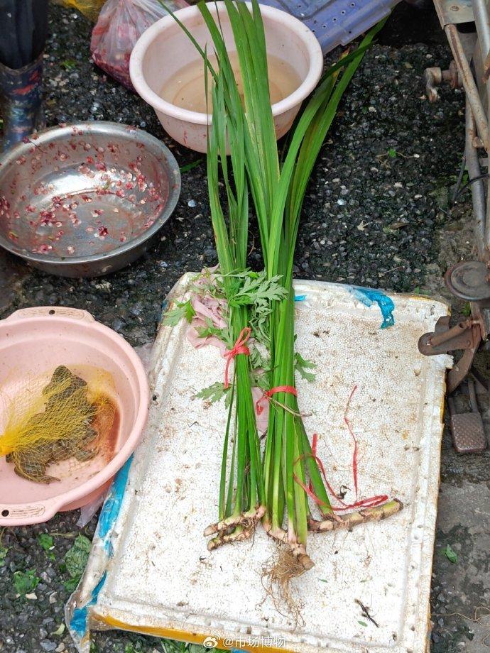 菖蒲和艾枝，离端午节 还有两天。