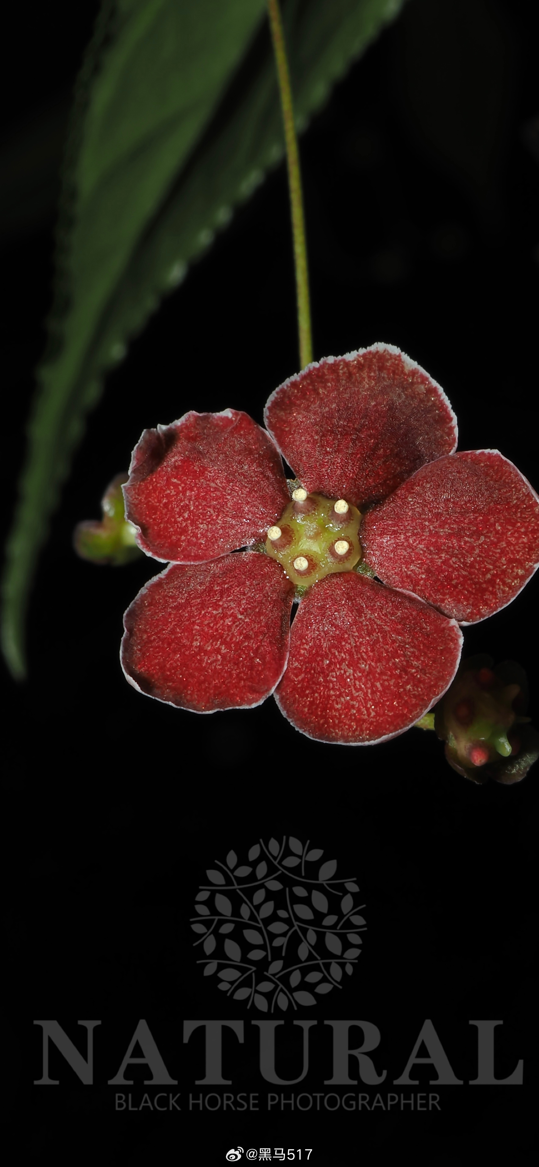 角翅卫矛 Euonymus cornutus  卫矛科  卫矛属 
