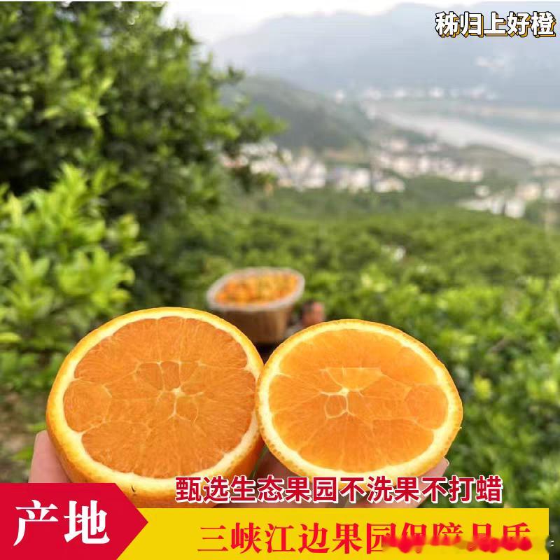 伦晚春橙，甜蜜到家～伦晚春橙会出现“花果”同挂的景象，今年春天开花，次年春天才能