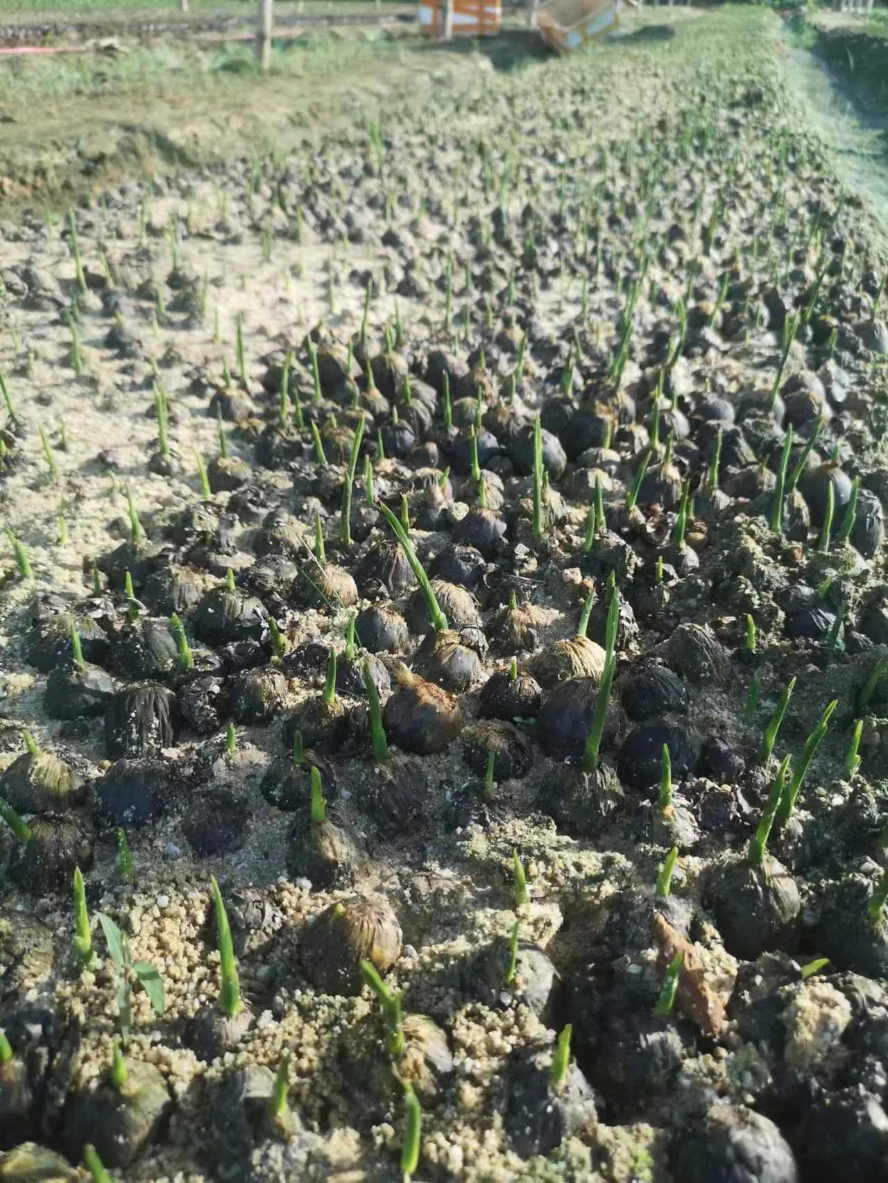 大蒜不应该是红皮吗？[并不简单] ​​​