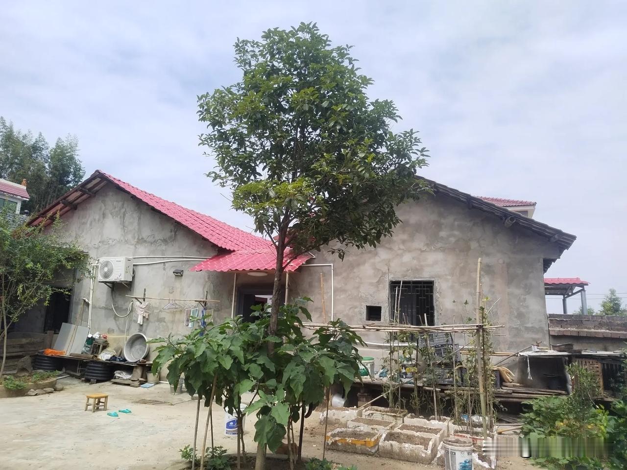 今年永州这地方年成有点怪怪的，我院子里种了一棵石榴树、一棵桂花树。
石榴树只开花