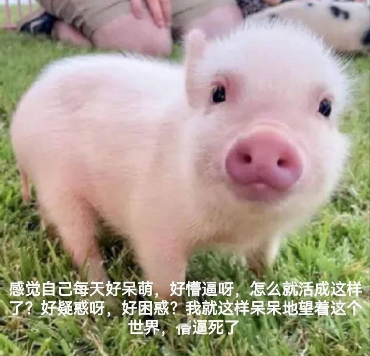 没比赛的日子又在当mmr