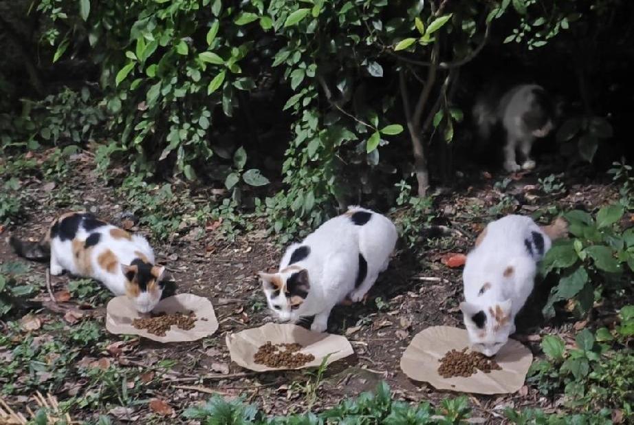 流浪猫的“饱饭”和“绝育”，哪个更重要？这问题简直是直击灵魂，让人心里五味杂陈。