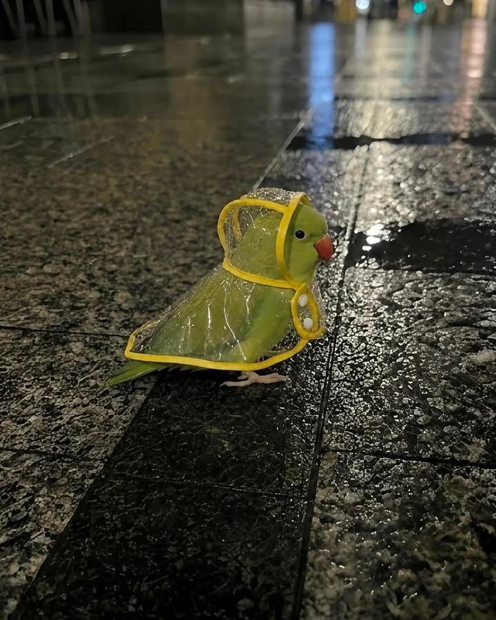 分享图片 