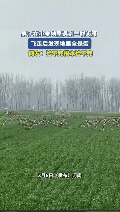 河南，男子到自家的小麦地里工作，突然发现一群大雁飞到了自家地里，男子也没上前干预