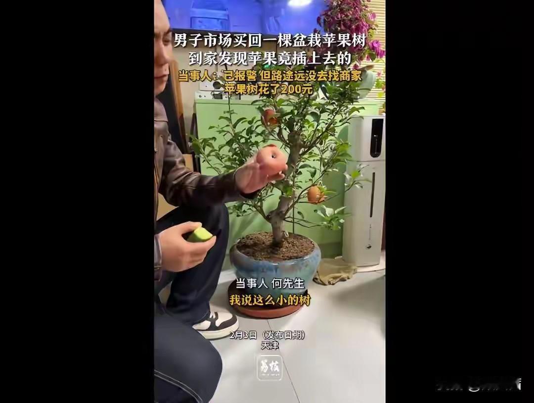 花200元买一盆栽苹果树，谁知道苹果竟是插上去的？

天津这位先生的遭遇也太坑了