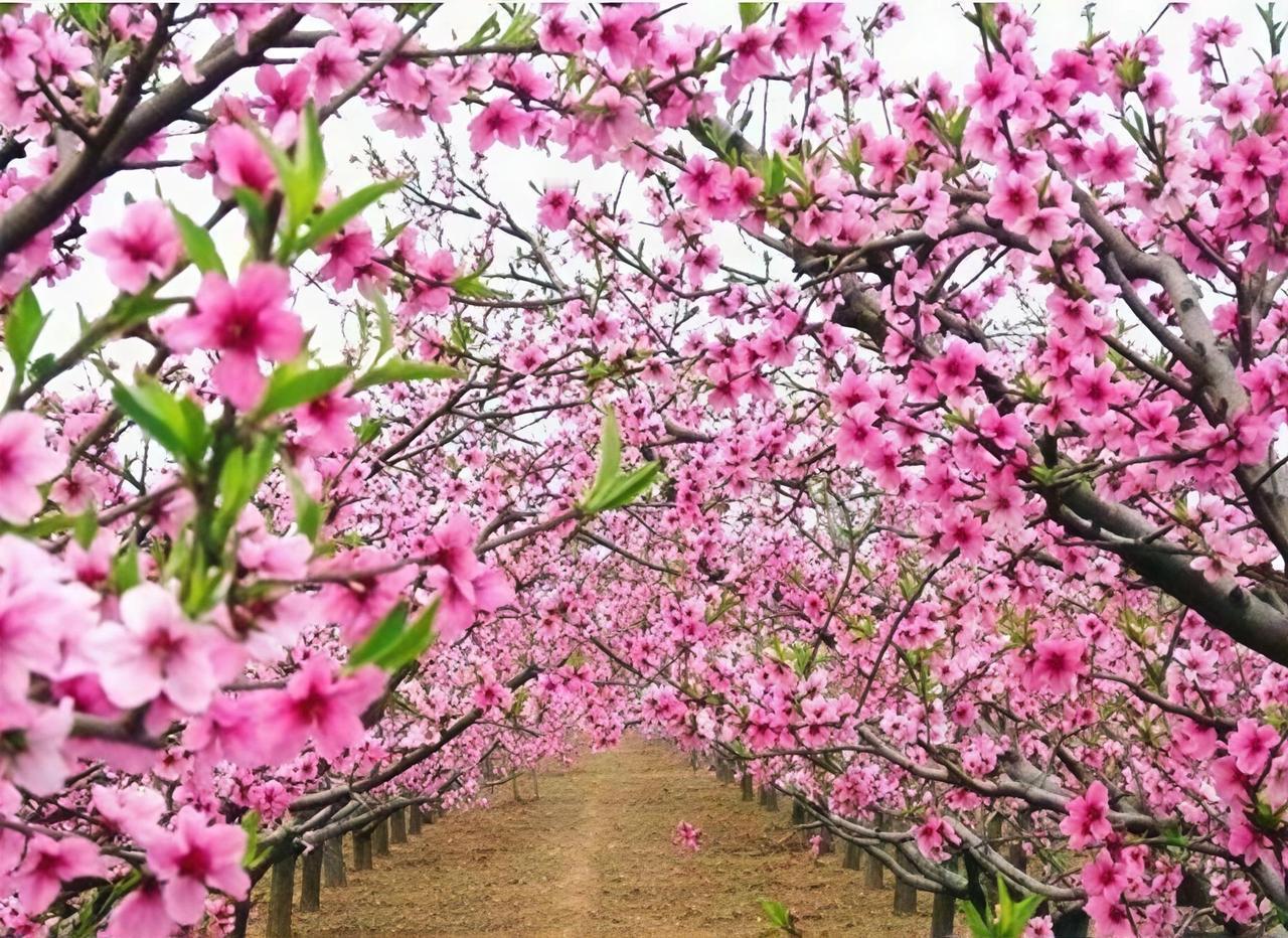 春日追花攻略 平谷桃花节，绝对是春日追花的宝藏之选！每年四月，平谷就成了桃花的海
