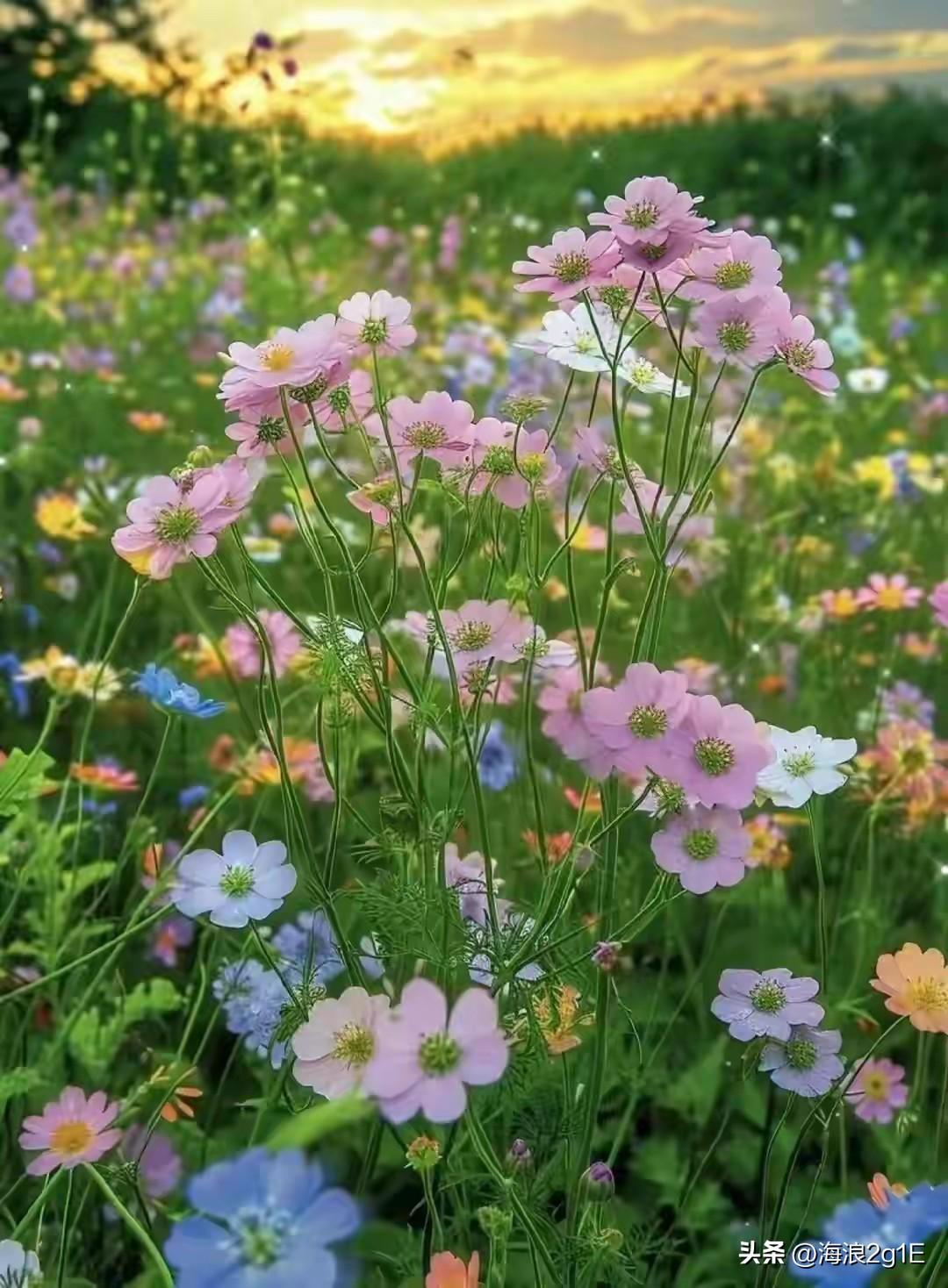迎来春暖花开