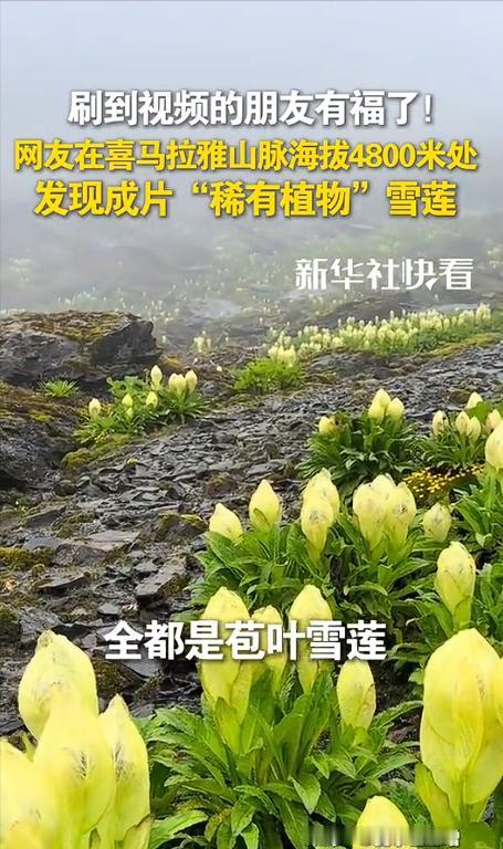 [太阳]9月10日，西藏，一男子独自爬喜马拉雅山，爬到海拔大约4800米时竟不想