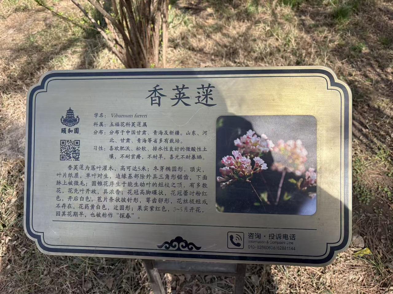 记录我的2026颐和园的香芙莲已开花