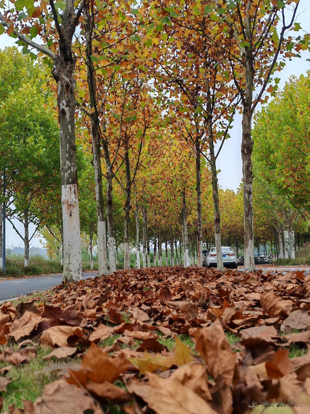 想上广阳岛又不想花钱，徒步就是绝佳选择。又是一年梧桐树叶黄的季节，又是一年醉美的