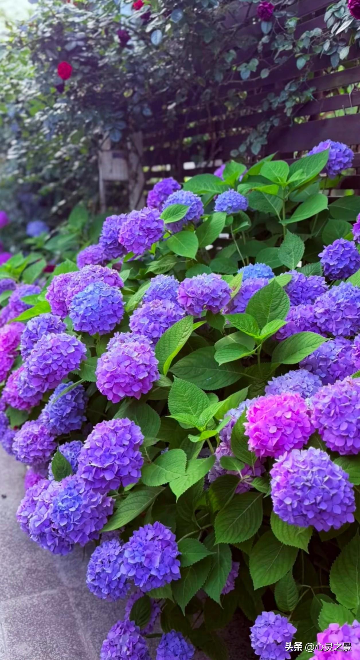 绣球花误入紫色花海，治愈所有疲惫。绣球花 夏日赏花 庭院美景 治愈系风景 花开半