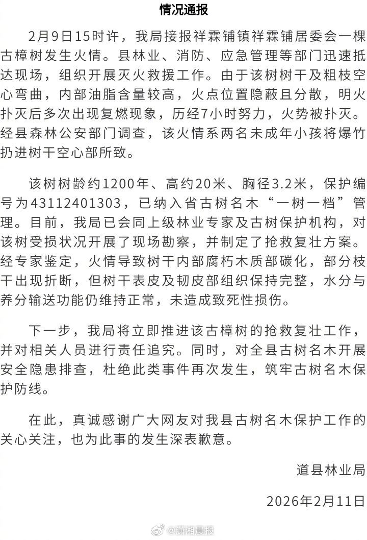 【#官方通报千年古树燃烧近10个小时#，#千年古树燃烧系小孩扔爆竹所致#】2月9