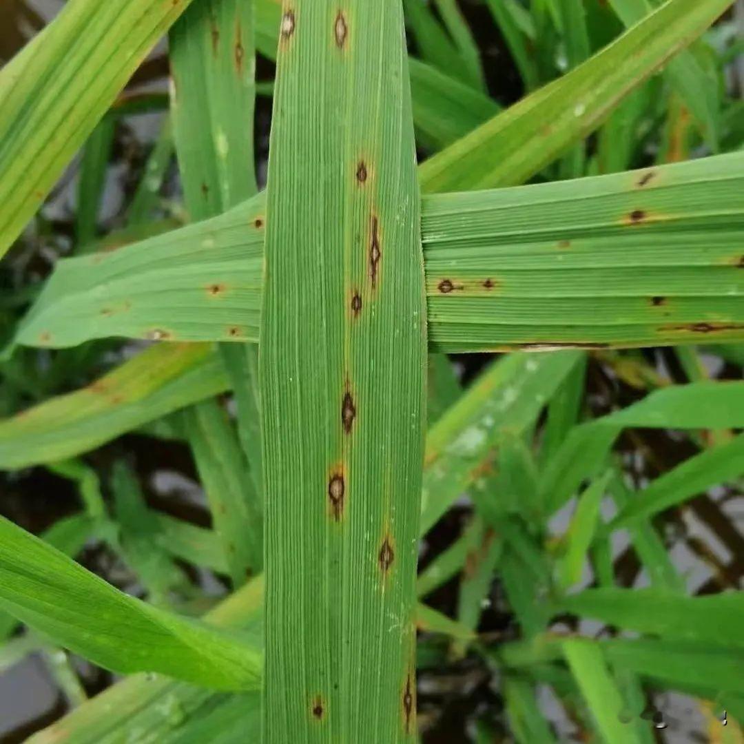 【科学种植】水稻叶瘟发生严重，可以考虑用柯欧吡唑醚菌酯加笑特咪鲜胺控制，视情况过