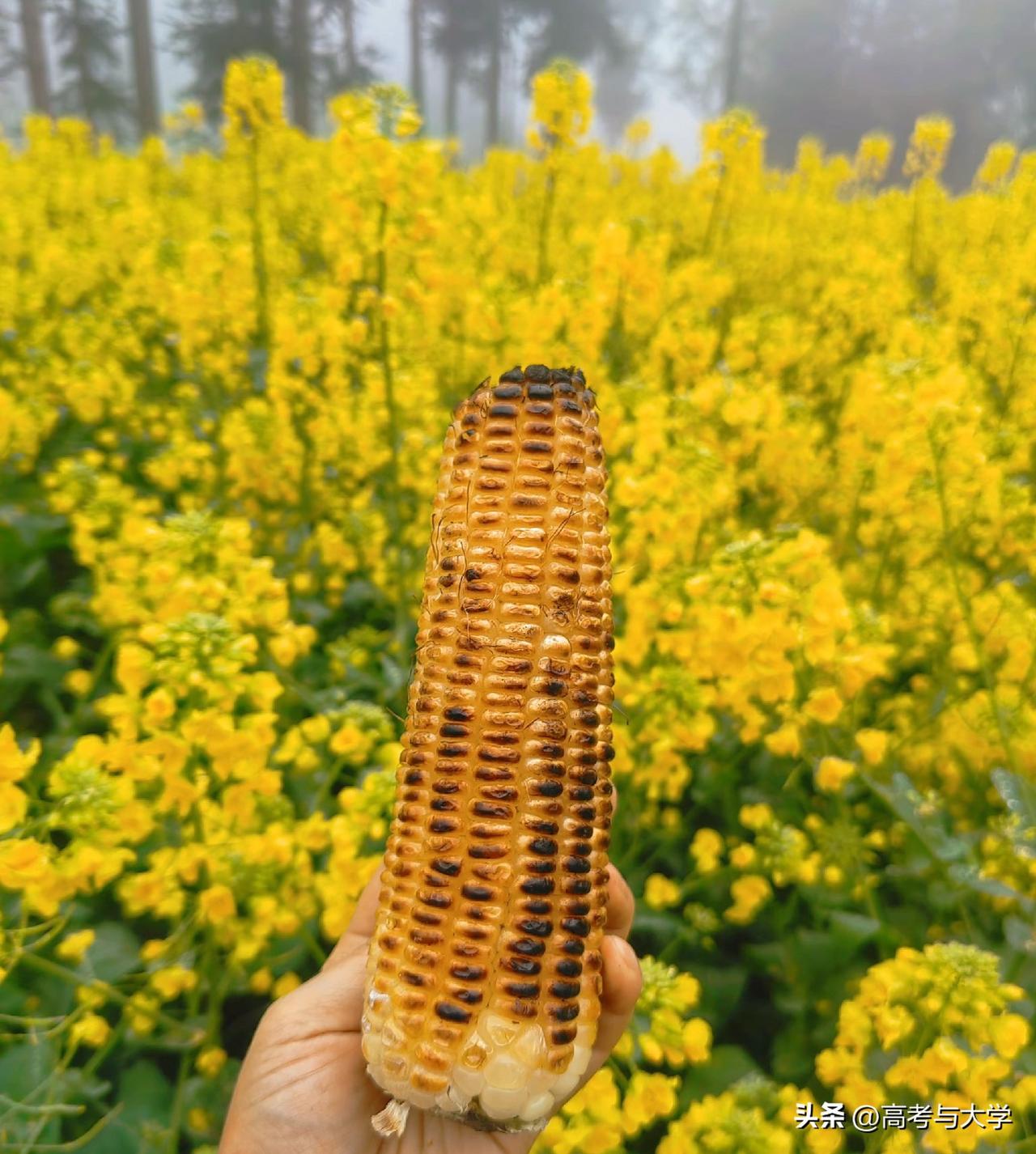 等自己南下北上东闯西荡快二十年后，才明白为什么很多人不愿离开本地，这里不区分城市