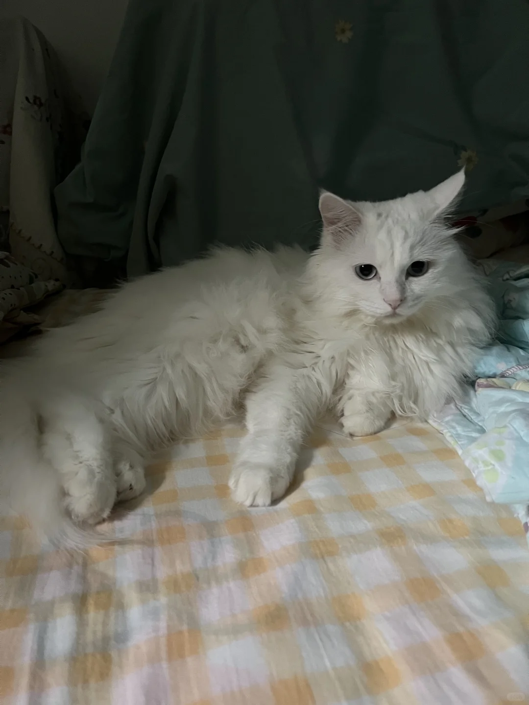闻到小猫味儿了嘛？