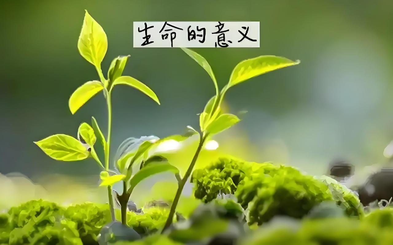 世界上唯一公平的东西众说纷纭。有人觉得是生命，毕竟每人都只有一次，无论贫穷富贵，