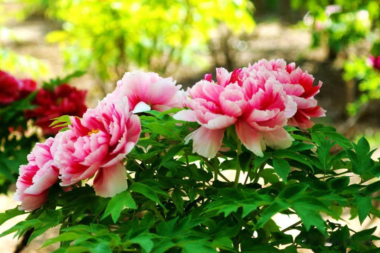 拍牡丹美能达老头不输新贵

拍牡丹，美能达“老头”真不输现代新贵！
尤其我刚从菏