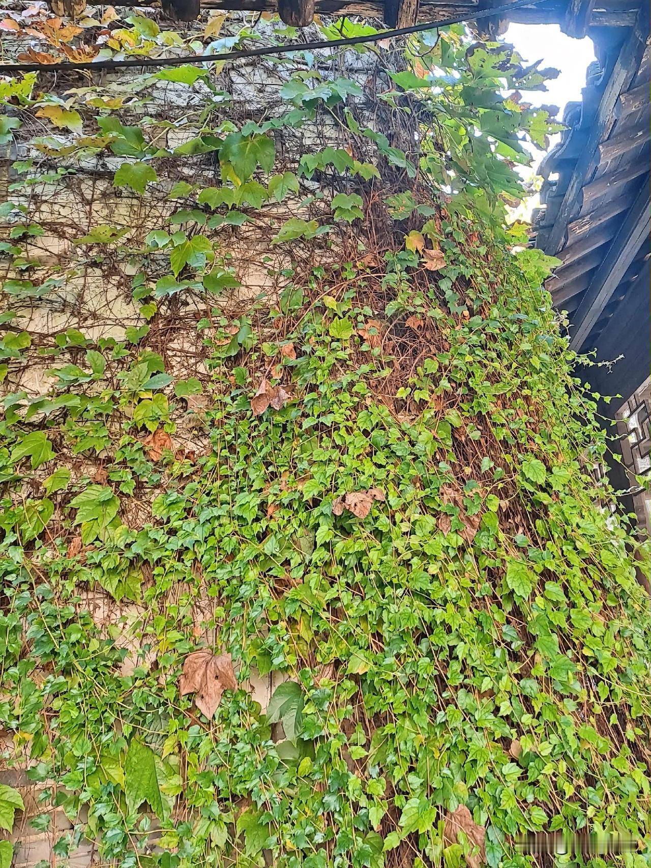 晒图笔记大赛这是什么草？爬墙草？爬得那么高！