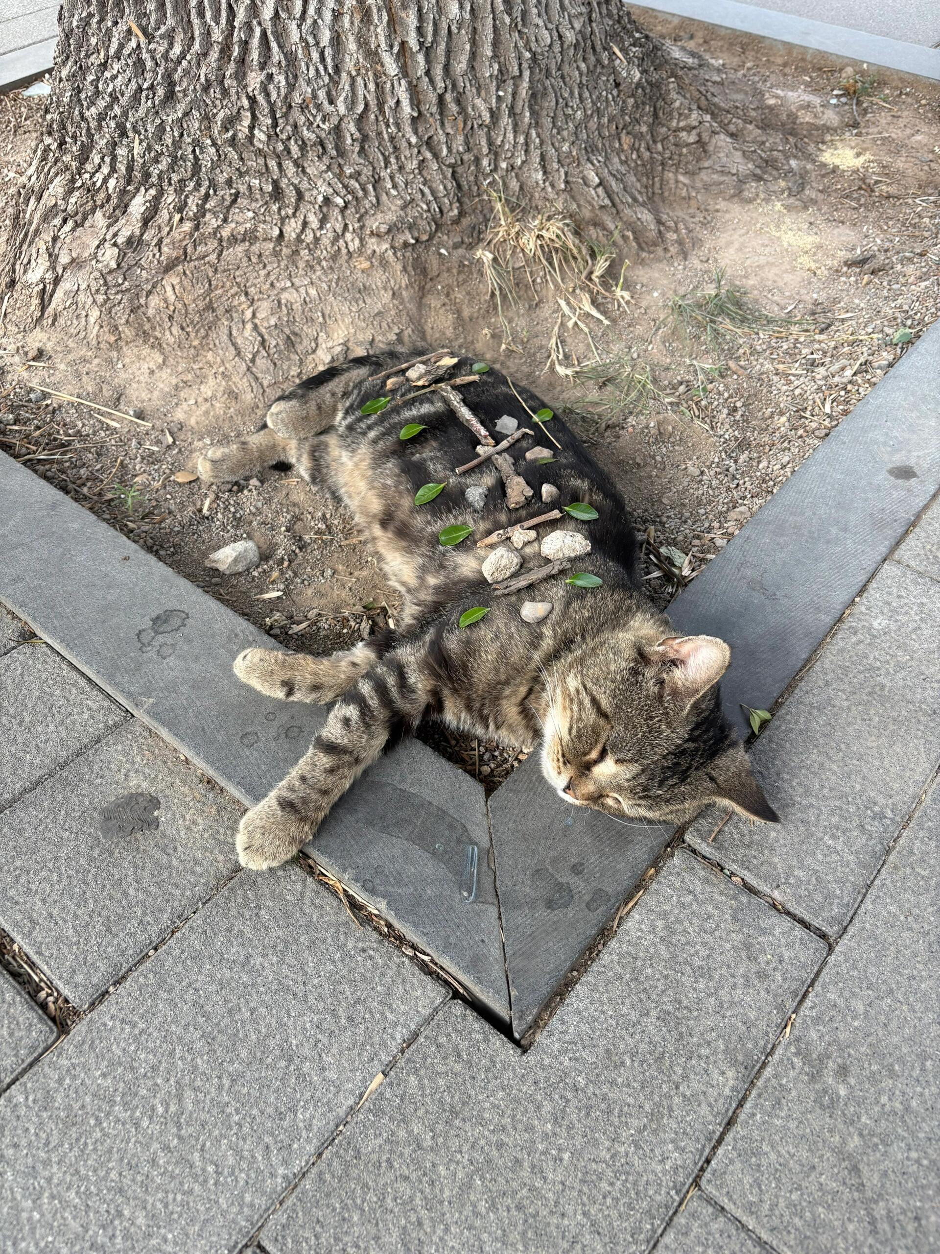 山西:一个猫狗来了都得午睡的城市[允悲] ​​​