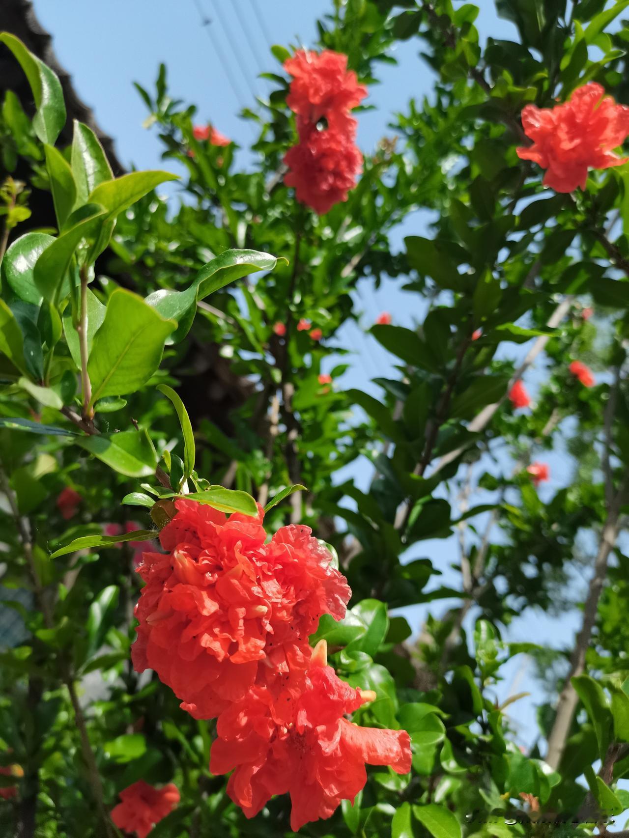 红艳衬绿枝，花影入诗章。童年时光，是母亲引领我踏入世界的首缕光芒。是您教会了我喊