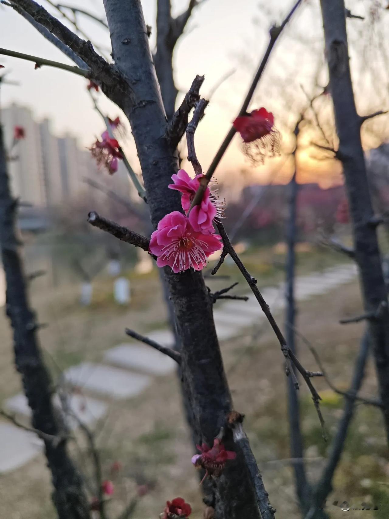 梅花