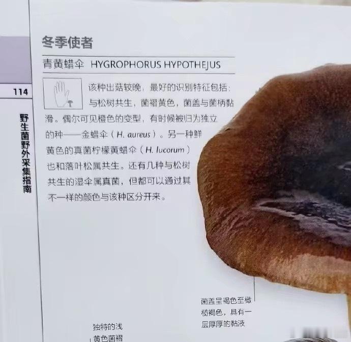 我真的服了你们这些给蘑菇起名字的家伙都想了什么逆天称号 