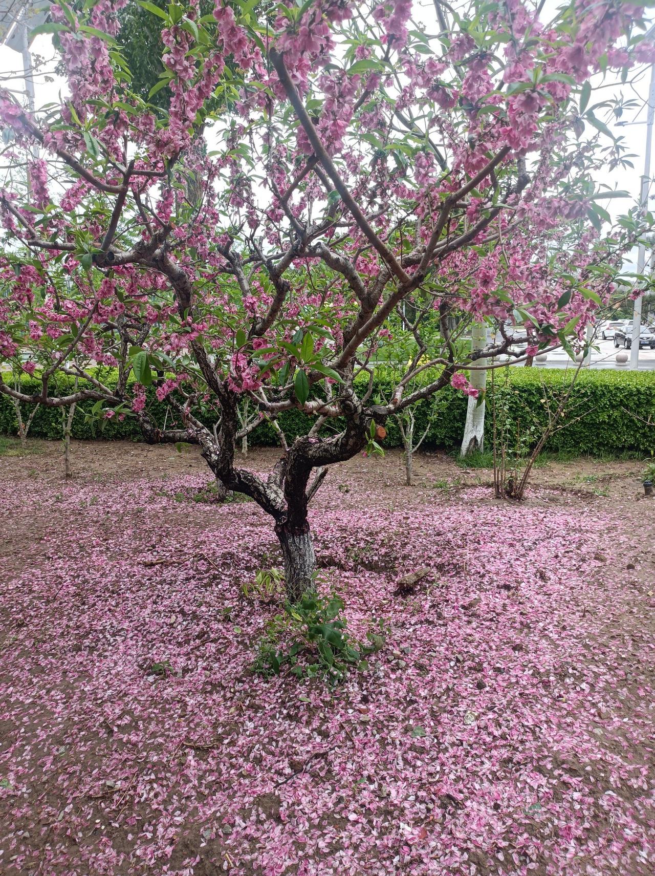 下联：云开日方明

赏析：这幅对联的下联“云开日方明”与上联“花落春将尽”相映成