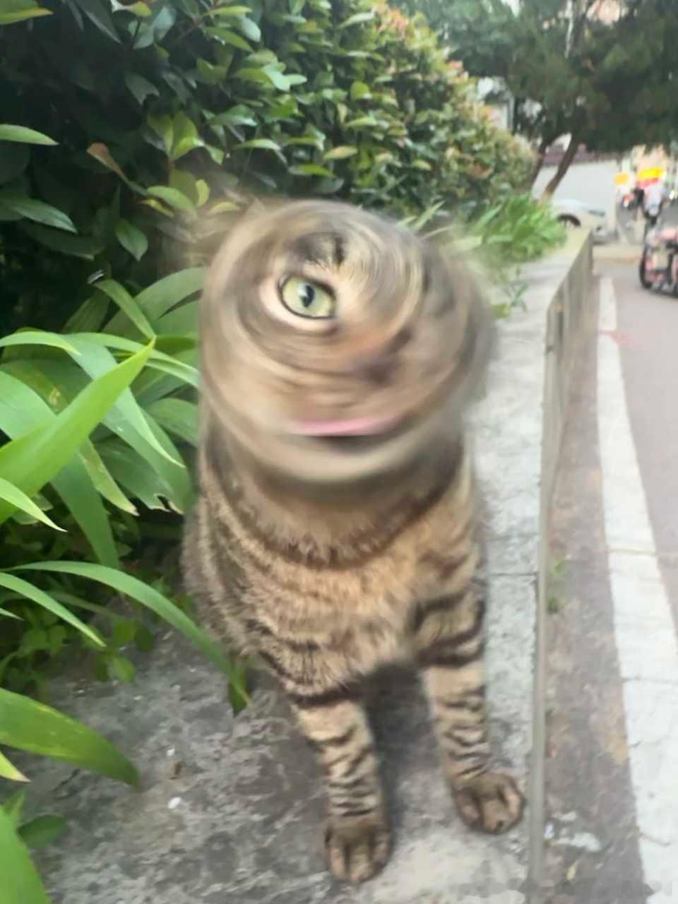 49750【猫眼螺】 