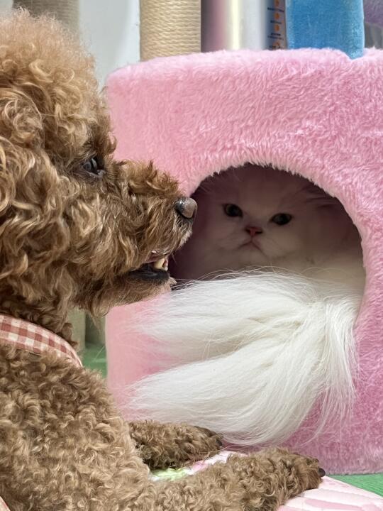 妈！这sei啊？