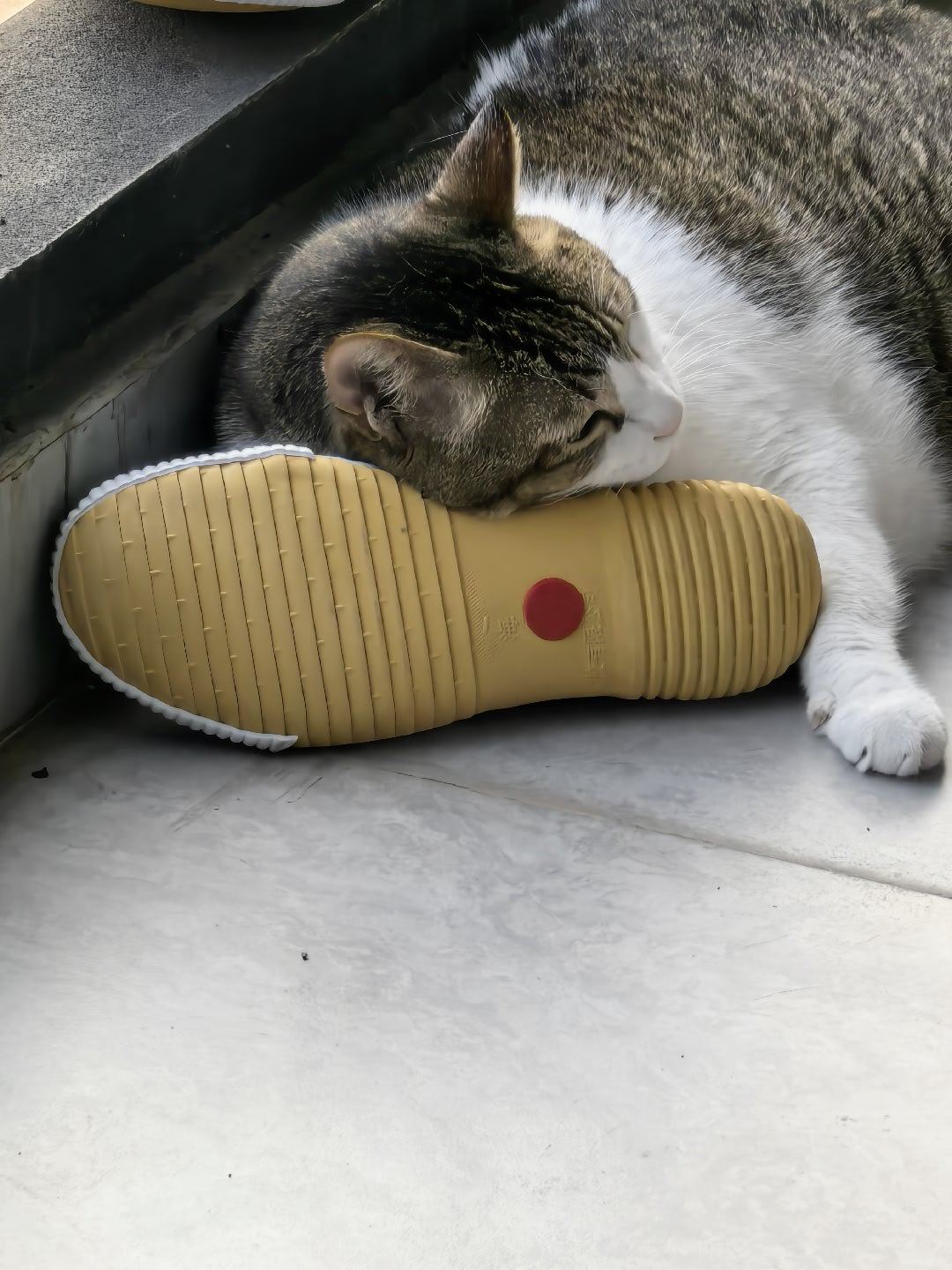 这猫是不能要了[拜拜] ​​​