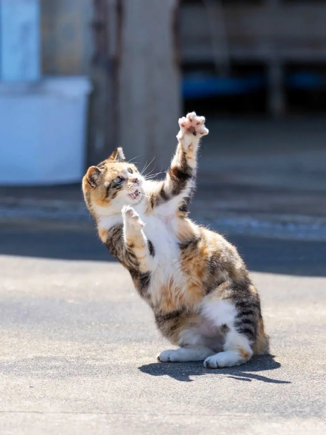 三花猫的迷惑姿势