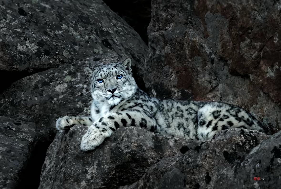 可可托海雪豹咬人全过程动物不会说话，但人类会撒谎 