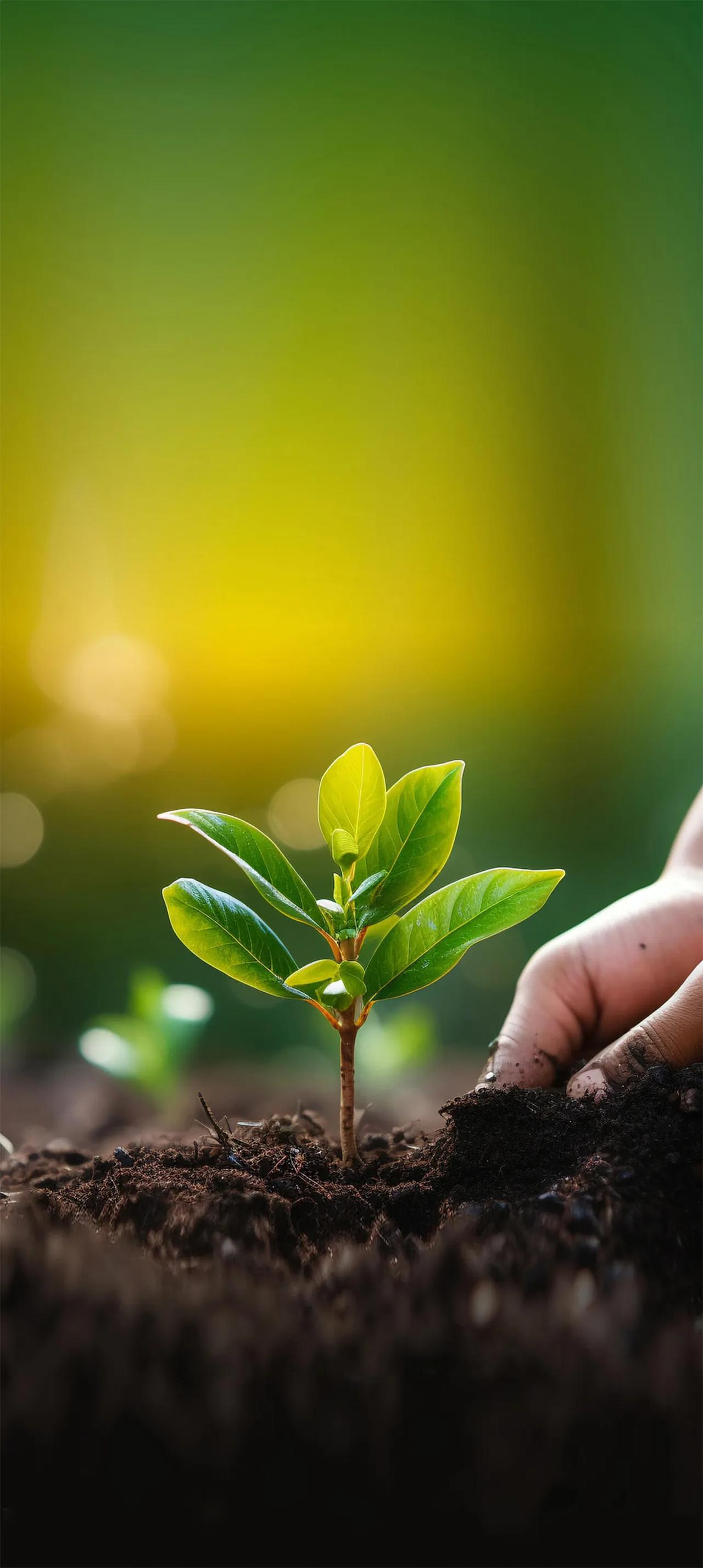 先人一锹土，后人万木春
3月12日，植树节！

西汉礼学家戴圣所编的《礼记》中记