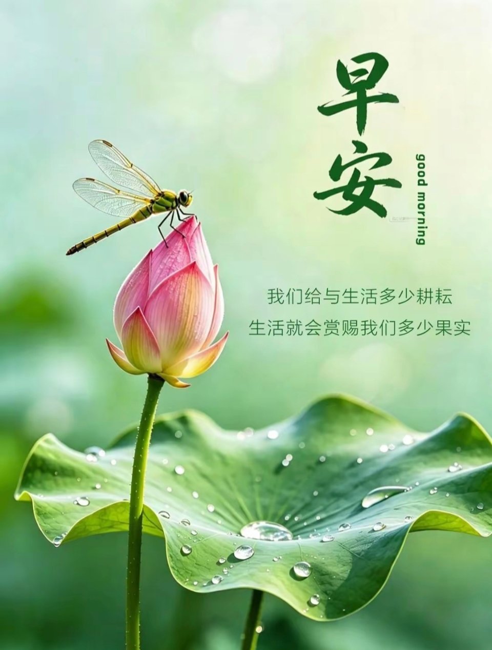 早安 眼中有美好，心中无是非，生活不拥挤，笑容不刻意，生活向阳，人生向暖，保持热