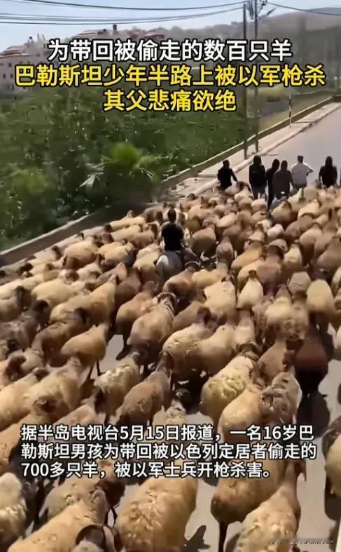 一个16岁的巴勒斯坦孩子，家里700多只羊被抢了。他冲出去想追回来，结果被以军打