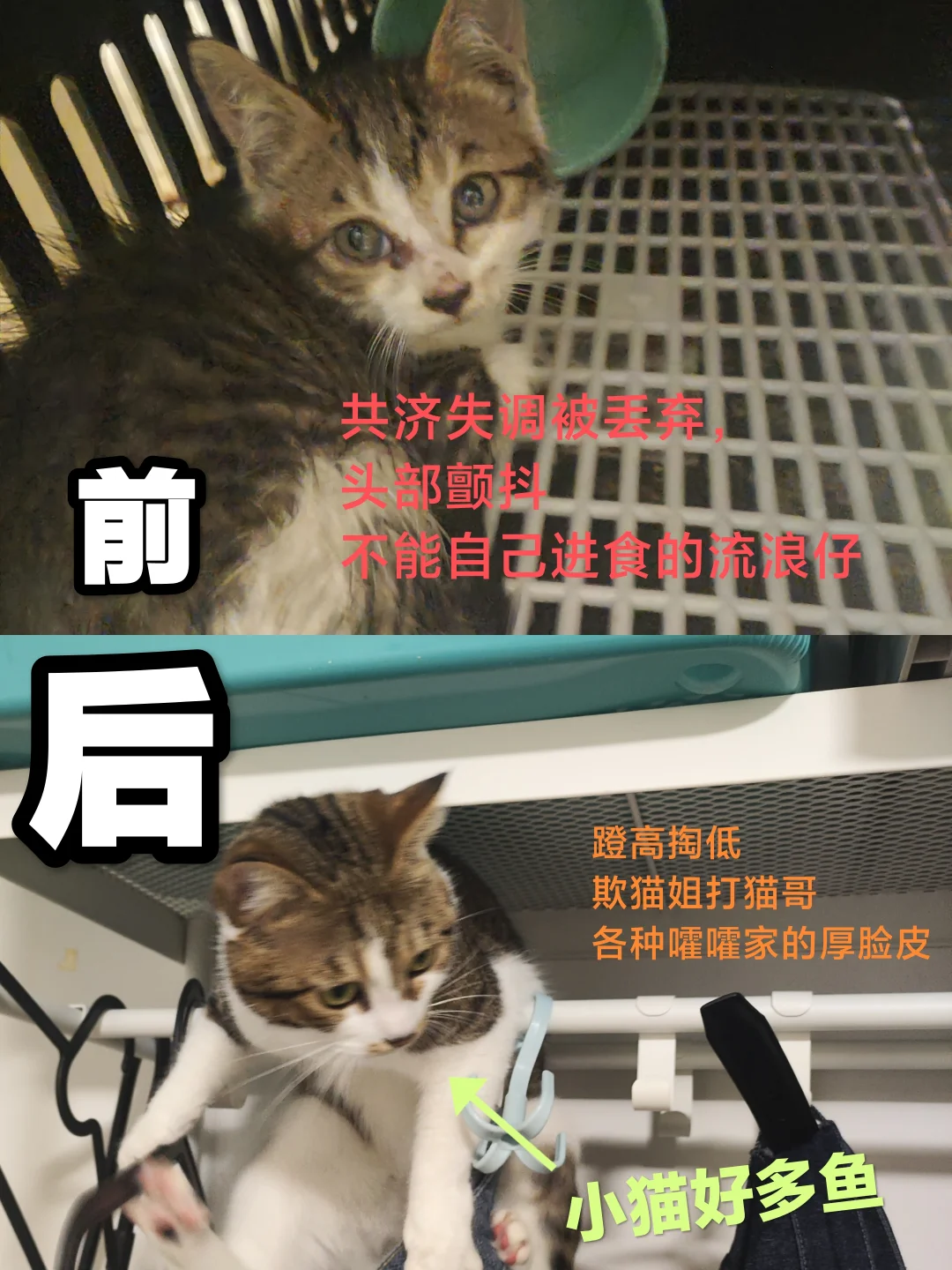 看，它是我救助的啊:这种条纹猫心眼子最多