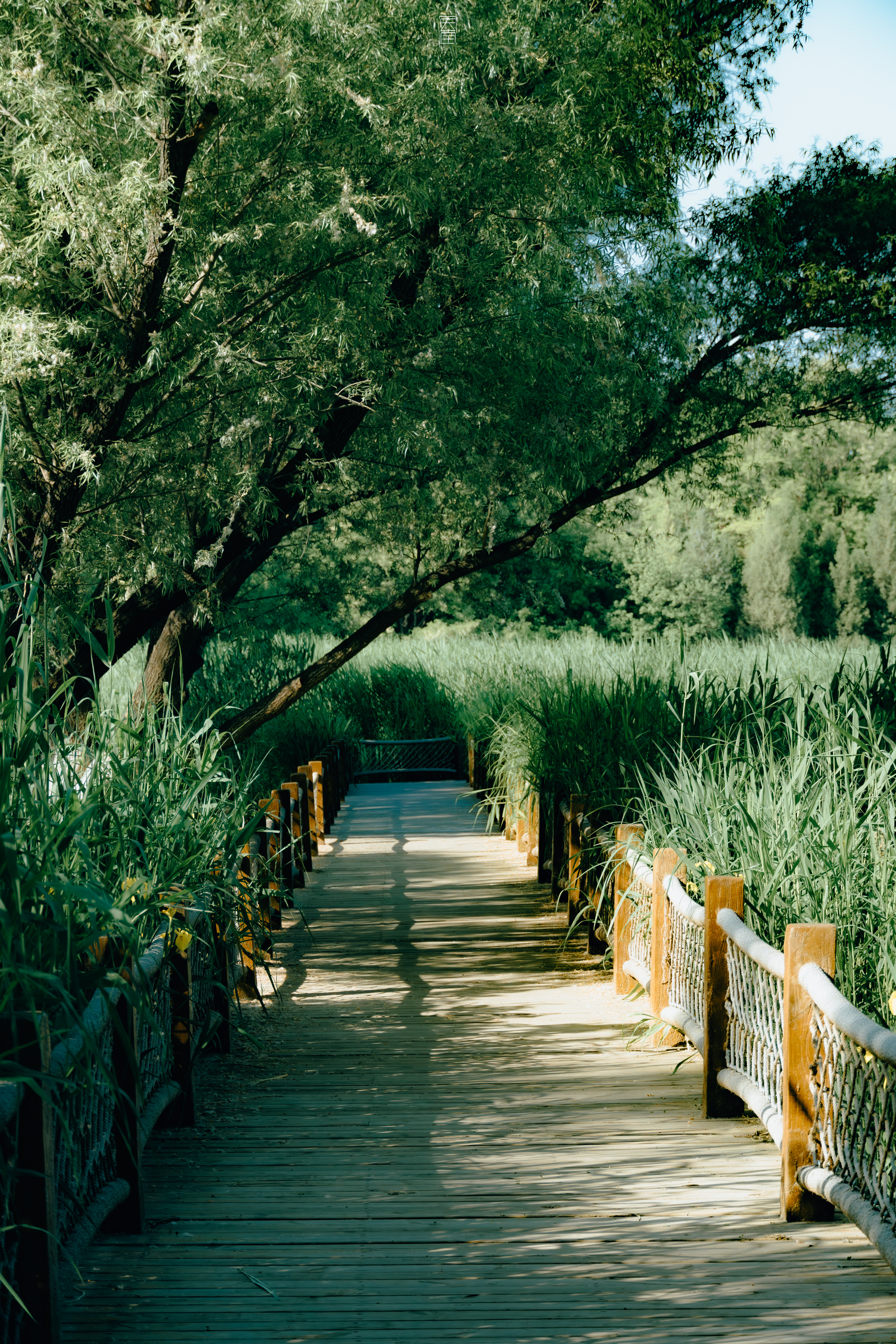 北京奥森已至盛夏🍃摄影​​​