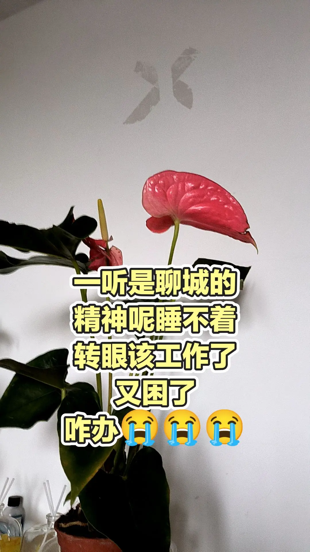 每日分享