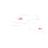 小奶狗说说娱乐